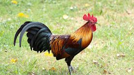 צילום: shutterstock